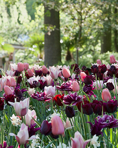 Zmes Nude & Black, 100 kusov